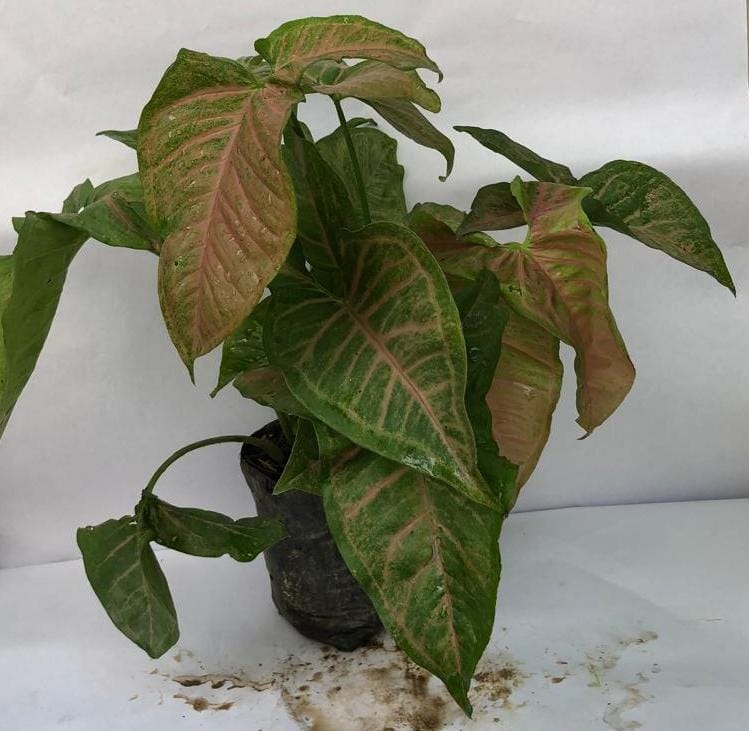 Red Syngonium